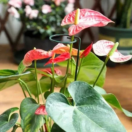 20 Inches Long Plant Support Stakes