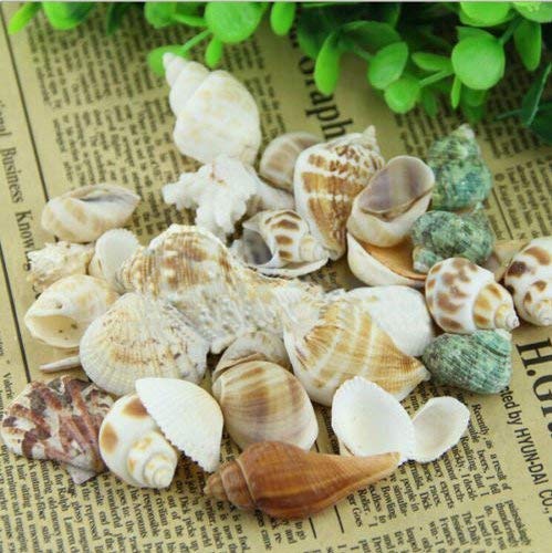 Mixed Natural Seashells Craft Wedding Garden Aquarium Decoration/Random Sending