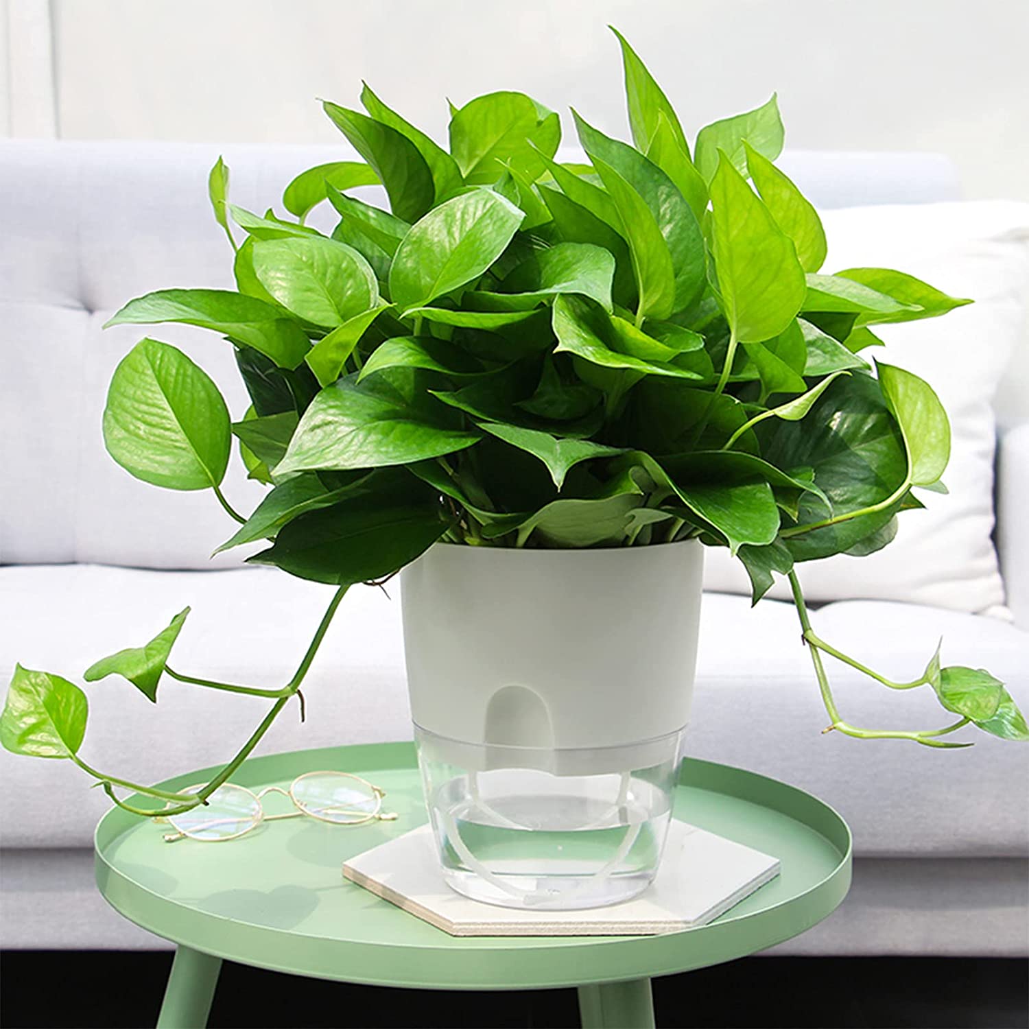 Indoor Plastic Self Watering Flower Pot With Cotton Rope & Container For Water