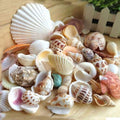Mixed Natural Seashells Craft Wedding Garden Aquarium Decoration/Random Sending