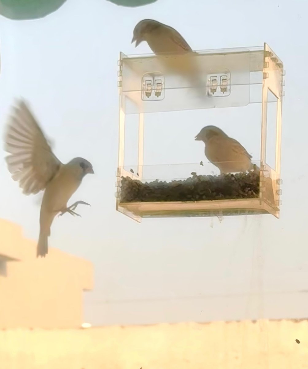 Transparent Acrylic Window Clear Bird Feeders with FREE Birds Feed